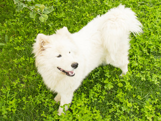 Lovely pet. White fluffy dog ​​plays on the grass. Thoroughbred purebred dog. The dog is sitting and looking to the side..