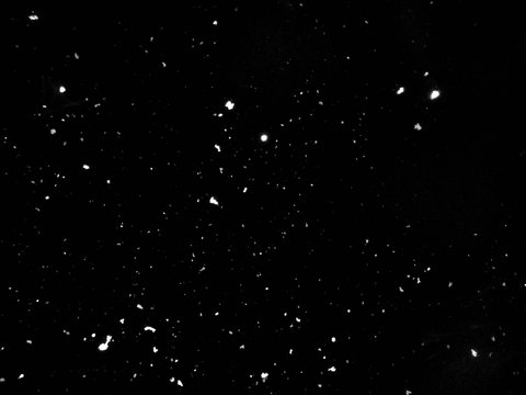 Footage of falling snow. Snow on black background. Close up