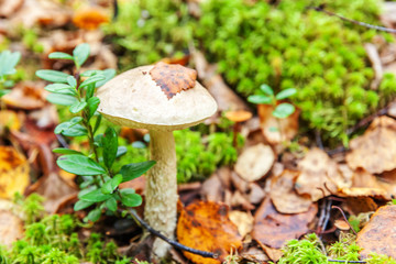 Edible small mushroom with brown cap Penny Bun leccinum in moss autumn forest background. Fungus in the natural environment. Big mushroom macro close up. Inspirational natural summer or fall landscape