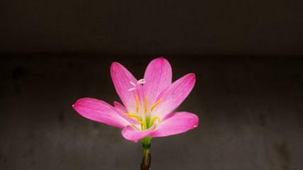 Beautiful flower with dark pink