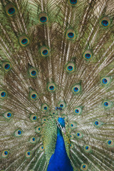 Fototapeta premium Mr. Peacock 1