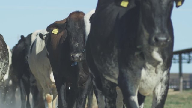 Loose beef cattle walking in the pasture. Black Nellore cattle of common breed in Brazil.