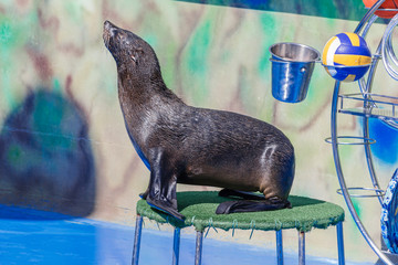 seal performs in the dolphinarium