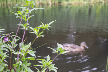 Gosling with flowers