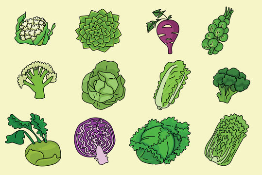 cartoon colorful set of cabbage .vector illustration