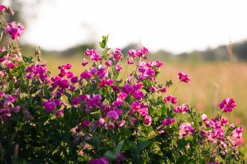 Pink peas and summer meadow flowers against the sky,