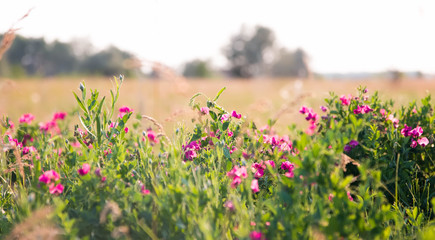 Pink peas and summer meadow flowers against the sky,