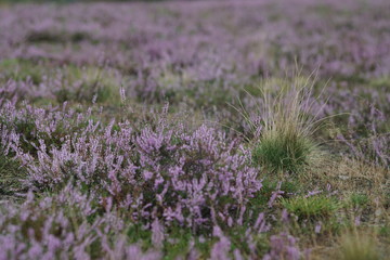 Fototapeta na wymiar Ericaceae heather landscape