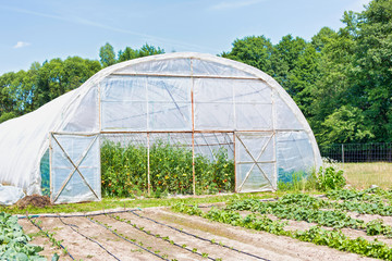 Close up view of a greenhouse with door open growing organic tomatoes