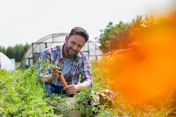 Attractive male farmer harvesting carrots on his organic farm with greenhouse in background
