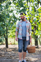 Farmer putting organic eggs in a brown basket on his farm whilst his free range chicken run around