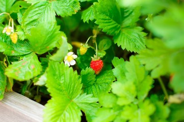 Wild forest strawberry