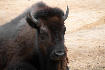 Bison