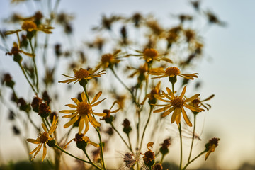 Cota tinctoria golden marguerite or yellow chamomile flowers