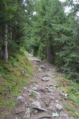 Sentier de montagne