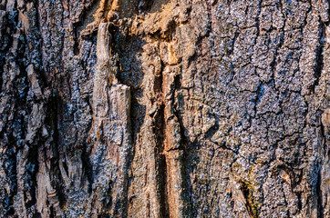 tree bark texture