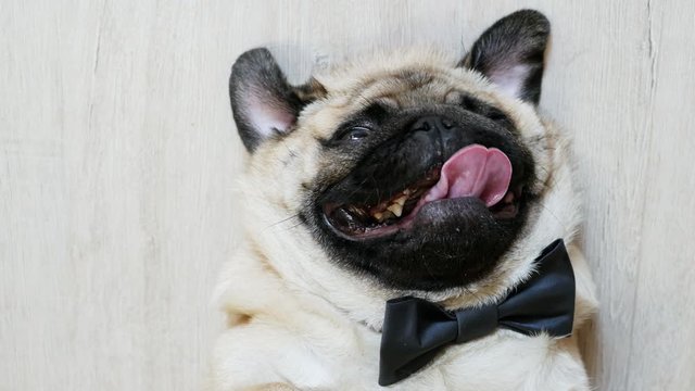 Close-up portrait of elegant funny pug dog tongue sticking out and lying on the back dressed in a bow tie for a wedding, birthday or as an office worker, relaxed and tired