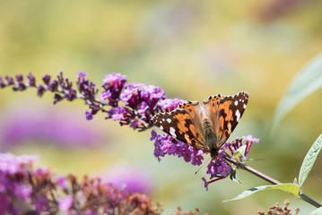 Butterfly sitting on a flower