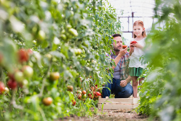 Attractive young male farmer and his young daughter picking  organic healthy red juicy tomatoes...