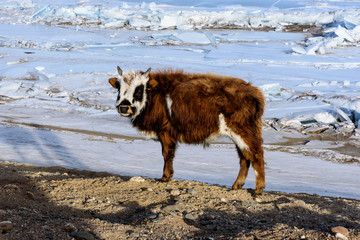 Mongolian white brown cow walks near frozen lake