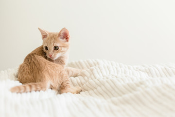 Fototapeta na wymiar Young ginger kitten on white blanket, cute pet