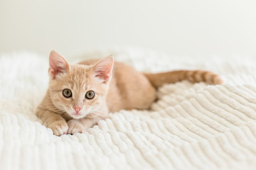 Fototapeta na wymiar Young ginger kitten on white blanket, cute pet