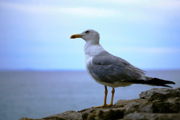 Seagull