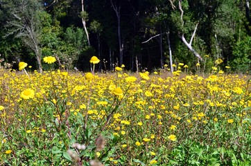 Obraz premium Um campo florido