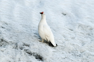 Lagopède alpin, male, .Lagopus muta, Rock Ptarmigan