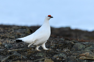 Lagopède alpin, male, .Lagopus muta, Rock Ptarmigan