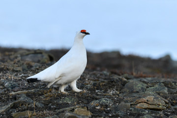 Lagopède alpin, male, .Lagopus muta, Rock Ptarmigan
