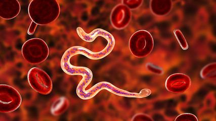 Fototapeta premium Brugia malayi in blood, a roundworm nematode, one of the causative agents of lymphatic filariasis, 3D illustration showing presence of sheath around the worm and two non-continous nuclei in the tail