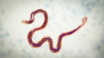 Brugia malayi, a roundworm nematode, one of the causative agents of lymphatic filariasis, 3D illustration showing presence of sheath around the worm and two non-continous nuclei in the tail tip