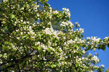 Close up shot of apple tree branch in city garden
