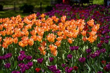 Fototapeta premium Tulip festival illuminated by sunshine in park 