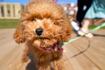 Close up photo of lovely curly poodle dog puppy with funny fluffy dogs face, wearing cute collar, looking curiously at camera, having joyful walk with his human in city park on pretty summer day. 