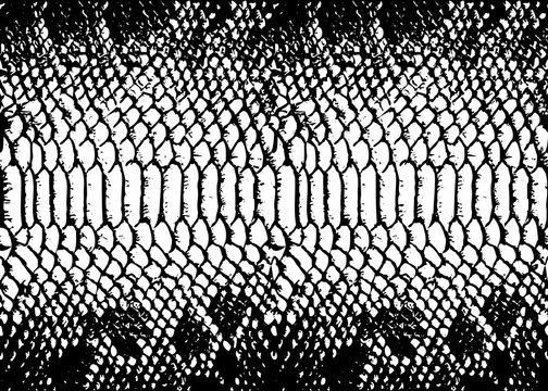 texture pattern black white snake crocodile reptile seamless repeat. Print