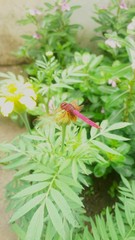 red flowers in the garden
