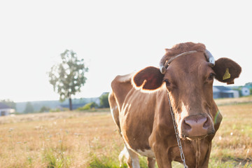 Photo of Brown cow in farm