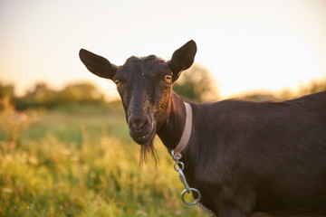 Funny bearded brown goat on green summer meadow outside small family farm, looking curiously straight at camera with amber eyes. Concept of farming and milk production.