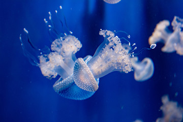 jellyfish on a glass dancing