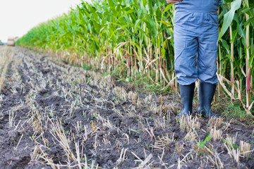 Crop photo of senior male farmer standing against corn plants growing in corn field