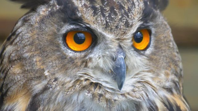 Owl Looking Around with Big Orange Eyes Close Up
