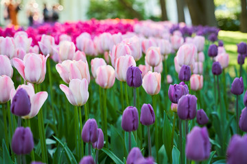 Field of bloom colorful tulips in botanical park