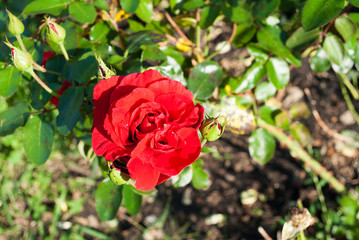 Tender big rose on a dark background in the garden