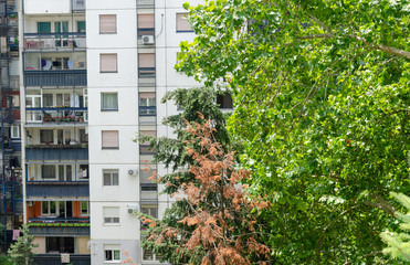 Balconies and windows of apartments with lush park trees