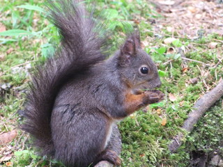 Squirrel eating