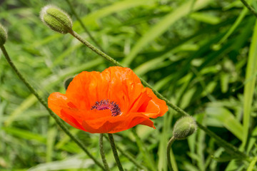 Red poppy and grass