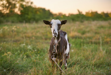 Black white spotted goat on green summer meadow. 