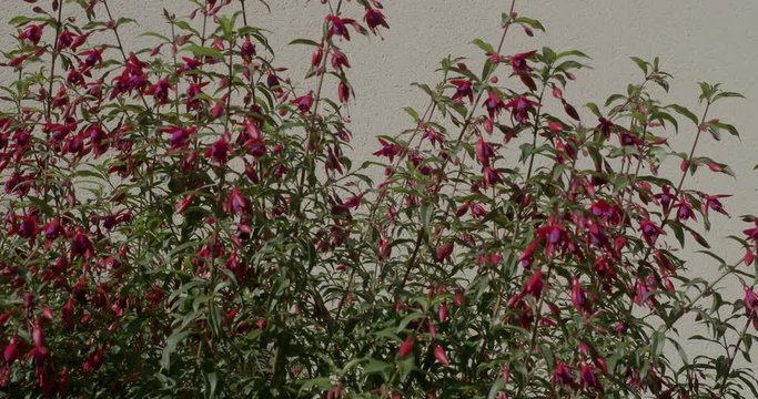 (Fuchsia magellanica) Plants de fuchsias de Magellan au bord d'un muret l&eacute;g&egrave;rement balay&eacute; par le vent